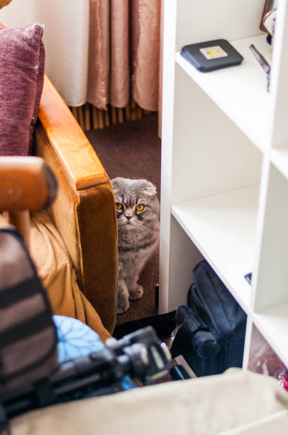 istock Scottish Folded ears cat sitting on the floor and hiding 1087258664