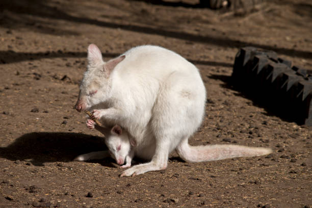 istock albino wallaby with a joey 1087259088