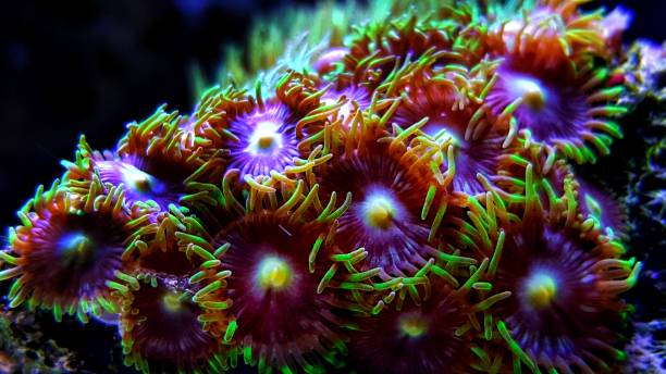 istock Zoanthus aquacultured in reef aquarium tank 1087260442