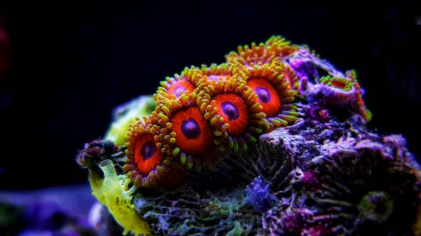 istock Zoanthus aquacultured in reef aquarium tank 1087260446