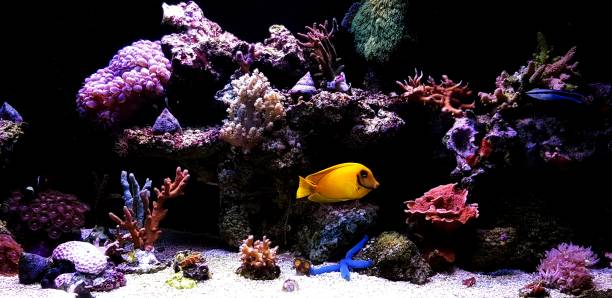 istock Coral reef aquarium tank 1087264674