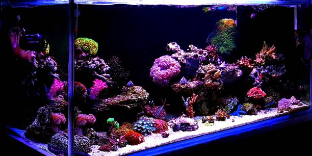 istock Coral reef aquarium tank 1087264680
