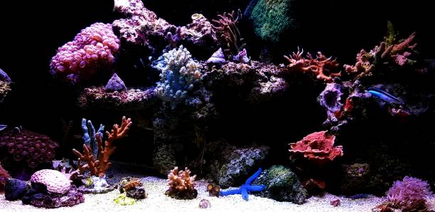 istock Coral reef aquarium tank 1087264682