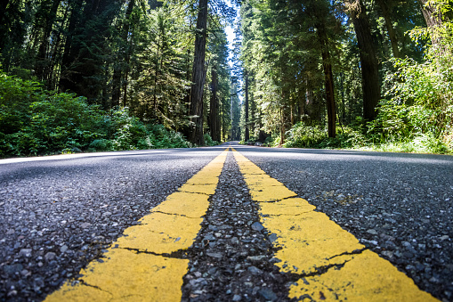 The road through Newton B Drury scenic parkway in Redwood State and National Park is lined with giant Redwood Trees