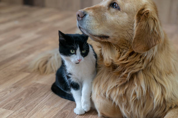 istock Cat And Dog Cuddling 1087267316