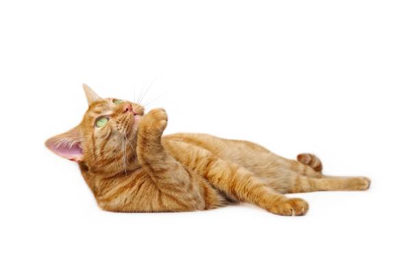 istock Cute ginger cat lying down. Side view isolated on white with copy space. 1087270542