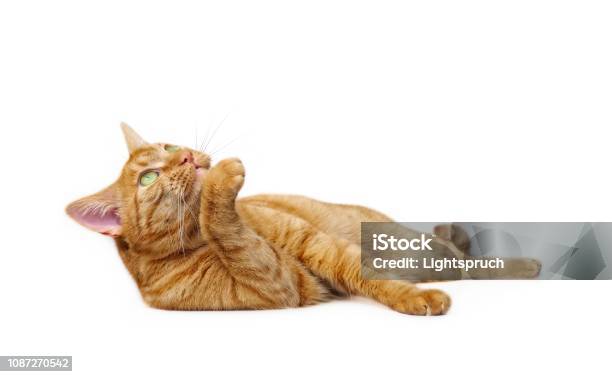 Cute Ginger Cat Lying Down Side View Isolated On White With Copy Space Stock Photo - Download Image Now