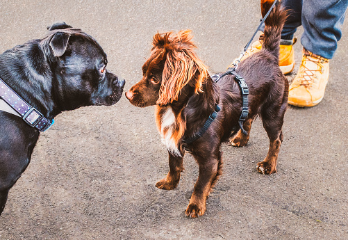 A large black Staffordshire bull terrier dog meets a small brown dog with cute fluffy ears. The small dog is wearing a harness. They are nose to nose looking at each other. A man's boots can be seen.