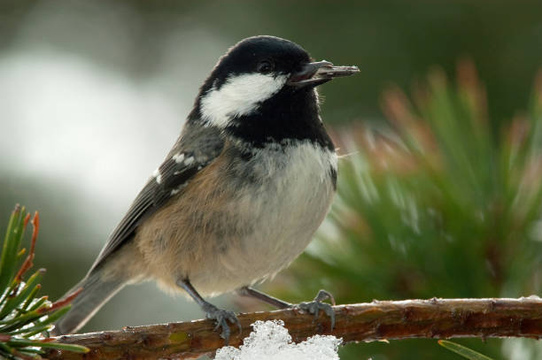 istock Coal tit (Periparus ater), Close-up of a bird 1087272708
