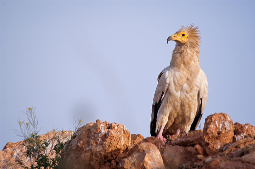 Egyptian Vulture (Neophron percnopterus), scavenger bird standing on the ground