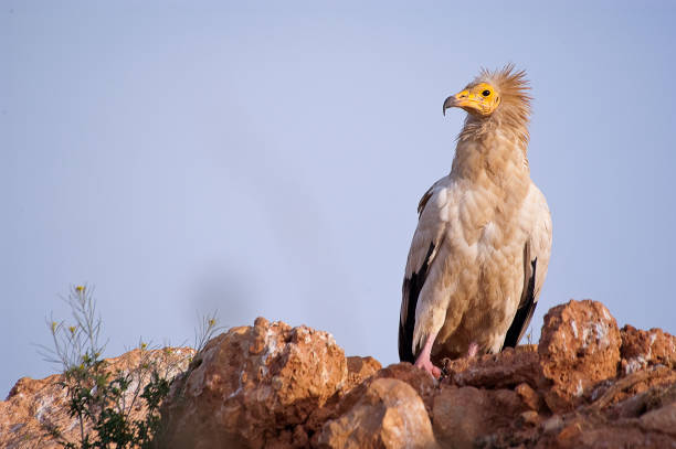 Egyptian Vulture (Neophron percnopterus), scavenger bird standing on the ground stock photo