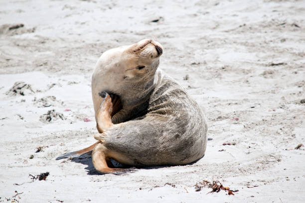 istock sea-lion on beach 1087272764