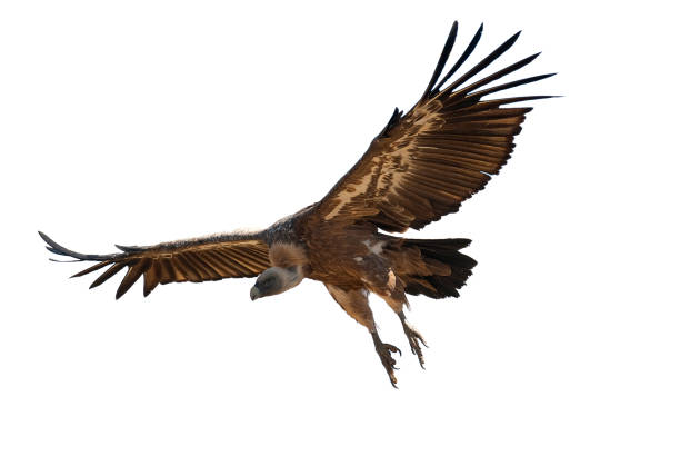 istock Griffon Vulture (Gyps fulvus) flying with white background, silhouette of bird 1087272800