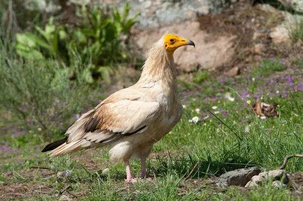 Photo of Egyptian Vulture (Neophron percnopterus), scavenger bird standing on the ground