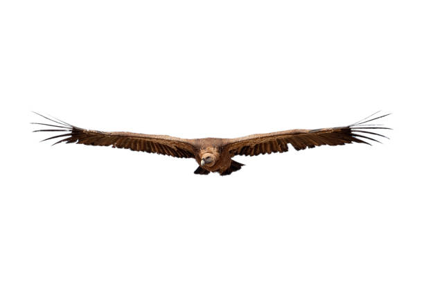 istock Griffon Vulture (Gyps fulvus) flying with white background, silhouette of bird 1087272944