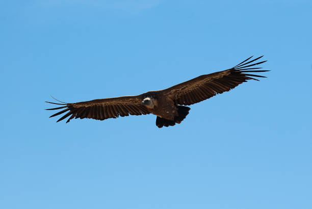 istock Griffon Vulture (Gyps fulvus) flying, silhouette of bird 1087273030