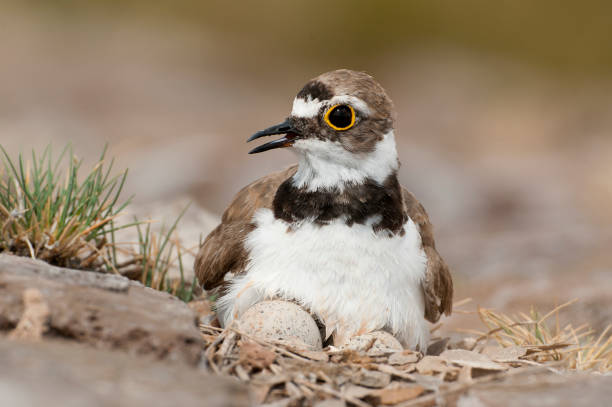 Little Ringed Plover (Charadrius dubius) aquatic bird in its nest with eggs Little Ringed Plover (Charadrius dubius) aquatic bird in its nest with eggs charadriiformes stock pictures, royalty-free photos & images