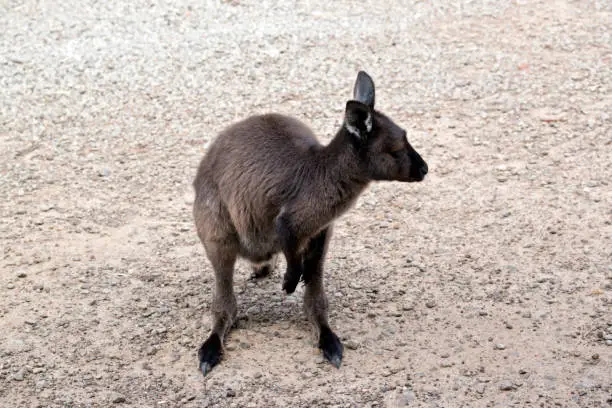 the young kangaroo-island kangaroo is very friendly and has been hand raised as his mother was run over by a car