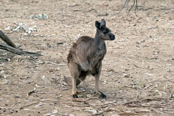the  kangaroo-island kangaroo is standing in the middle of a paddock