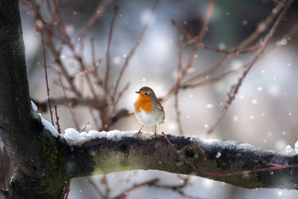 robin bird in the snow - rubecula imagens e fotografias de stock
