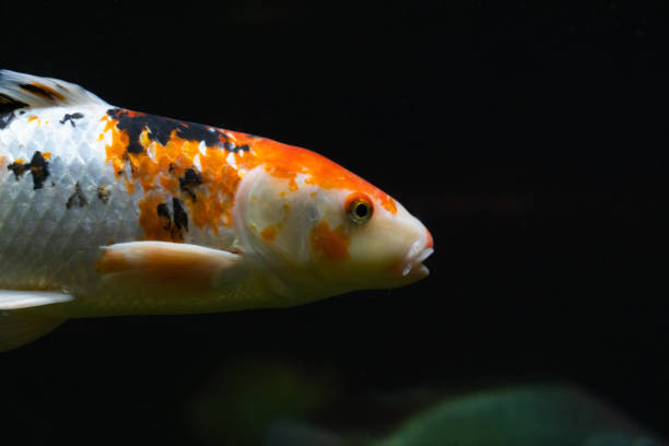 istock beautiful white fish with orange spots under water 1087277998