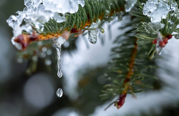 istock icicle on the spruce branch 1087281206