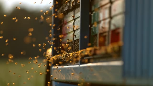 CU Super slow motion bees flying,hovering at beehive