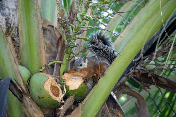 istock Variegated squirrel (Sciurus variegatoides) eating a coconut in Costa Rica Rainforest 1087283362