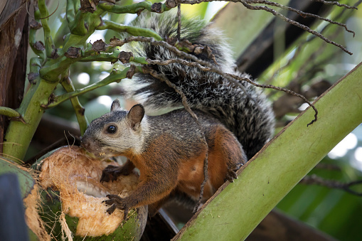 Variegated squirrel (Sciurus variegatoides) eating a coconut in Costa Rica Rainforest