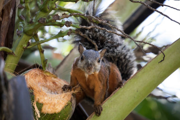 Photo showing an Indian palm squirrel or three-striped palm squirrel (Funambulus palmarum), pictured on it's hind legs begging to be hand fed a biscuit crumb, India.