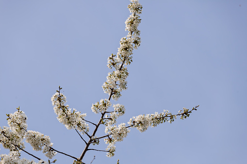 tree with white flowers in the spring on the blue background, note shallow dept of field