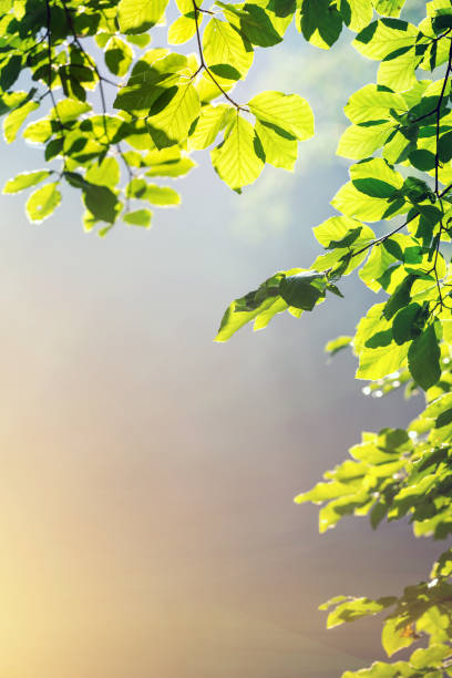 istock magical frame from the leaves of a tree. beautiful background