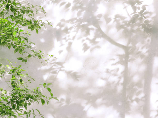 istock tree branch and leaf with shadow on a white concrete wall 1087288488