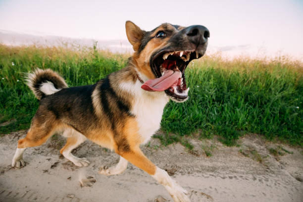 Barking Angry Aggressive Mixed Breed Dog Running In Road  Through Meadow
