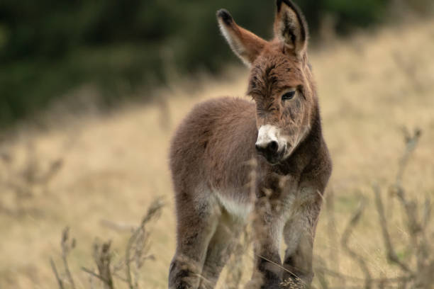 Donkey foal on the pasture