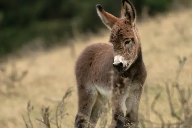 Photo of Donkey foal on the pasture