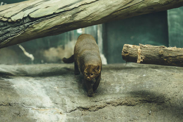 istock Puma yagouaroundi zoo 1087294498