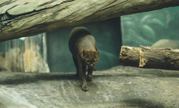 Puma yagouaroundi zoo