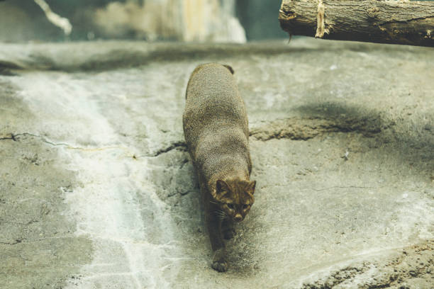 istock Puma yagouaroundi zoo 1087294506