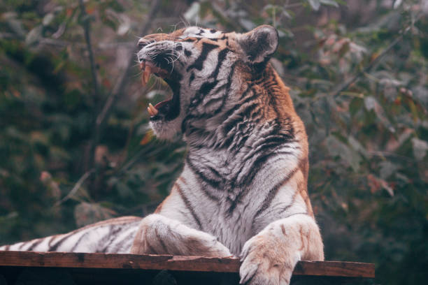tiger, tiger ligger på bakgrunden av gröna buskar - sumatratiger bildbanksfoton och bilder