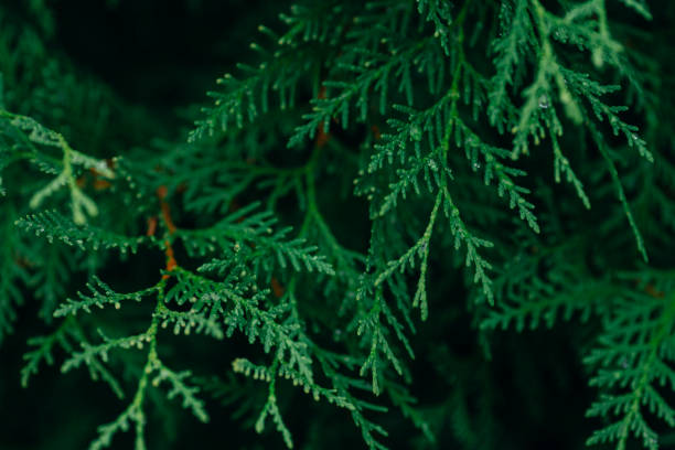 istock Green branches of thuja 1087296174