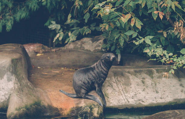 istock Young Sea Lion 1087296234