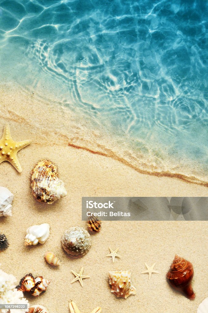Seashell On The Summer Beach In Sea Water Summer Background Summer Time  Stock Photo - Download Image Now - iStock
