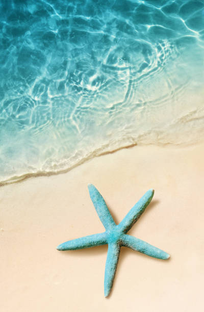 istock Starfish on the sand beach and ocean as background. Summer beach. 1087298250