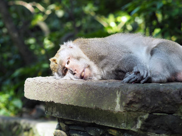 istock Monkey takes a nap in the sun 1087298976