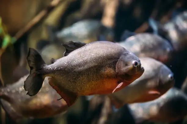 Photo of Red-bellied Piranha Or Red Piranha Fish Pygocentrus Nattereri Swimming In Water. Popular Aquarium Fish