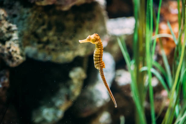 Long-snouted Seahorse Hippocampus Guttulatus Swimming In Aquarium Long-snouted Seahorse Hippocampus Guttulatus Swimming In Aquarium. longsnout seahorse hippocampus reidi stock pictures, royalty-free photos & images