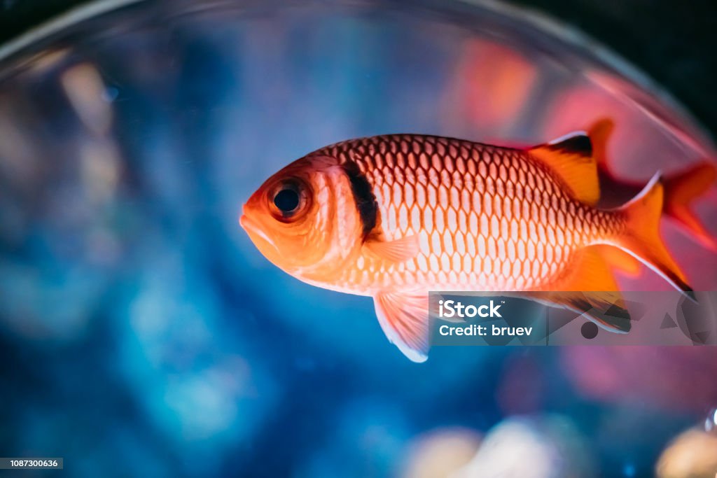 Pinha Soldierfish Myripristis Murdjan com grandes olhos de peixe nadando na água - Foto de stock de Animal royalty-free