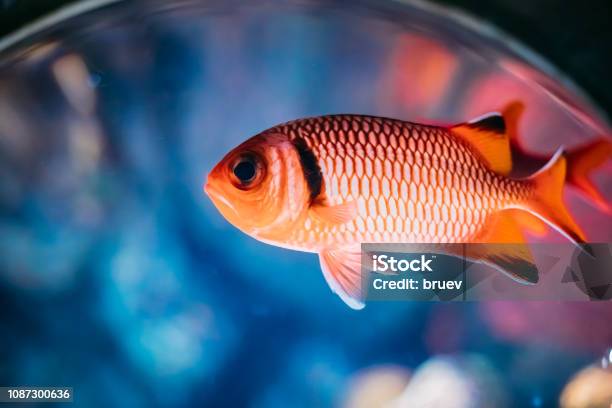 Foto de Pinha Soldierfish Myripristis Murdjan Com Grandes Olhos De Peixe Nadando Na Água e mais fotos de stock de Animal