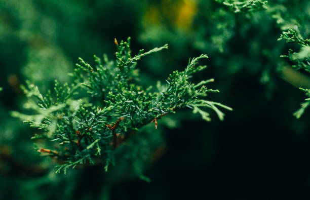 The branches of the juniper Juniper, Nature, Green, Plant juniperus chinensis stock pictures, royalty-free photos & images